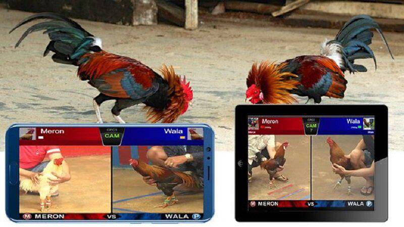 Đá gà Campuchia live đỉnh cao