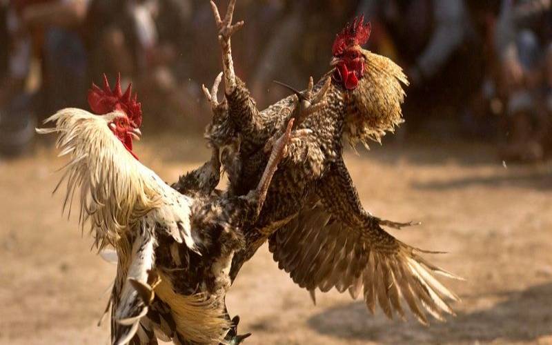 Đá gà cựa sắt rất hút người chơi