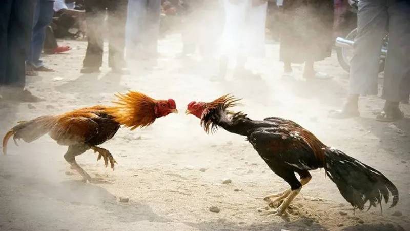 Tìm hiểu về đá gà C1